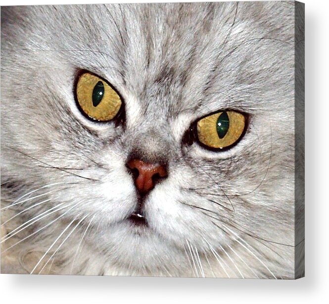 Empress Acrylic Print featuring the photograph Eyes by Arik Baltinester