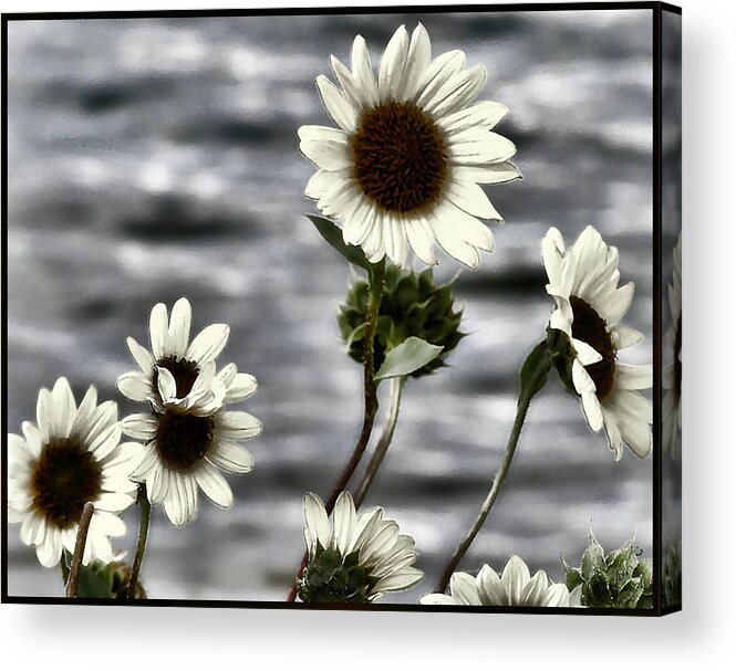 Enhanced Photography Acrylic Print featuring the photograph Fading Sunflowers by Susan Kinney