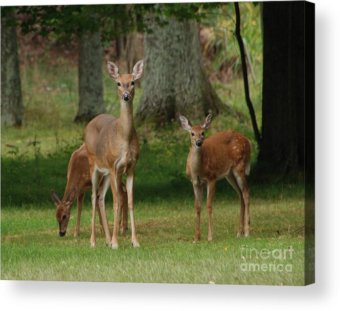 Deer Acrylic Print featuring the photograph Family Walk by Grace Grogan