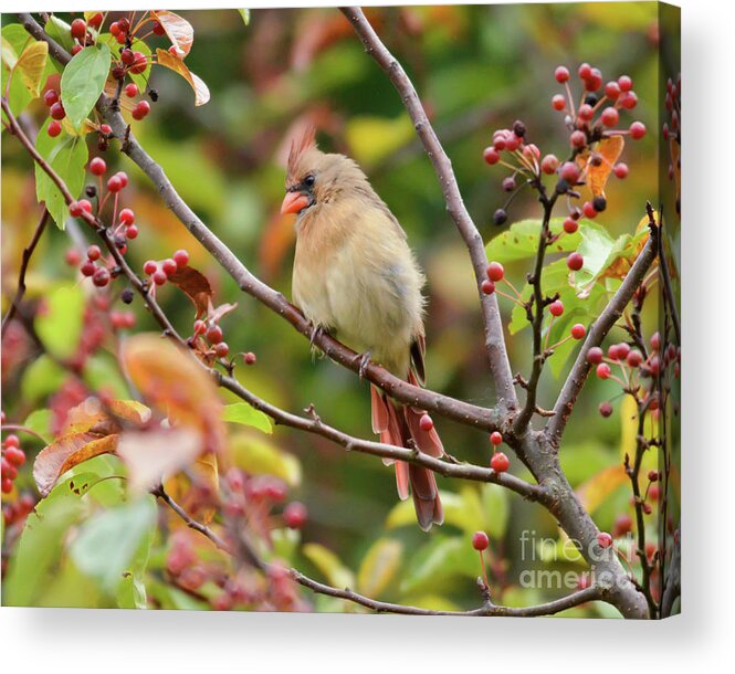 Female Cardinal Acrylic Print featuring the photograph Female Cardinal in the Berries by Kerri Farley