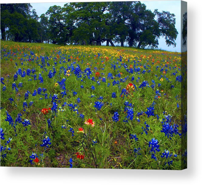  Acrylic Print featuring the photograph Field of Colors by Jim E Johnson