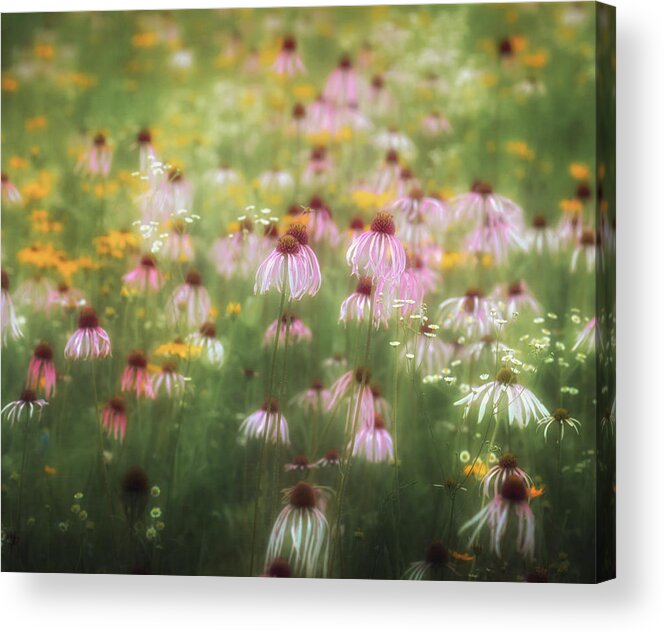  Acrylic Print featuring the photograph Field of Coneflowers 5x6 by James Barber