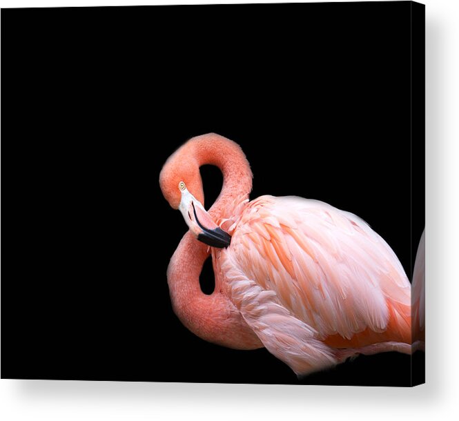 Flamingo Acrylic Print featuring the photograph Flamingo 3 by Rebecca Cozart