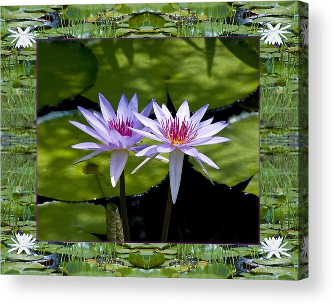 Nature Photos Acrylic Print featuring the photograph Floating Twins by Bell And Todd