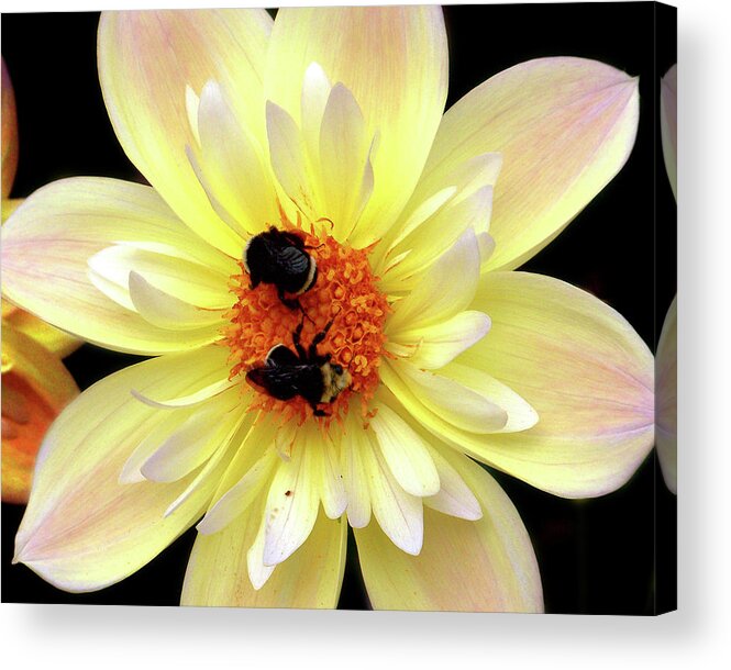 Flowers Acrylic Print featuring the photograph Flower and Bees by Anthony Jones