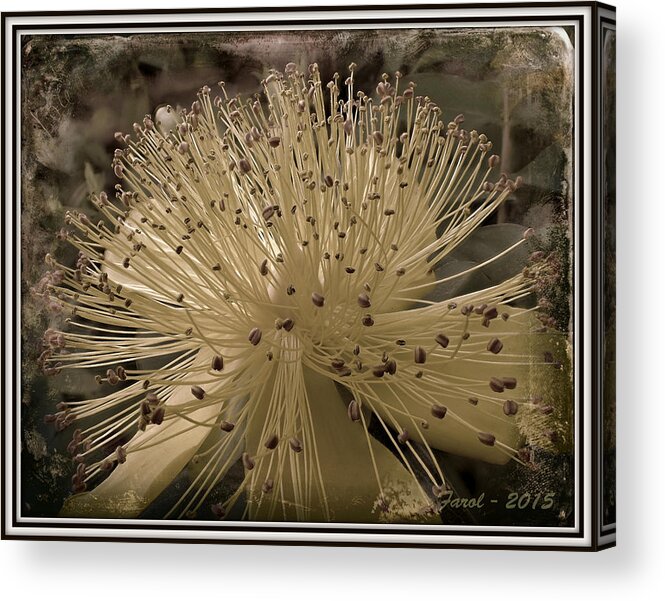 Flower Acrylic Print featuring the photograph Adventure in Grey by Farol Tomson