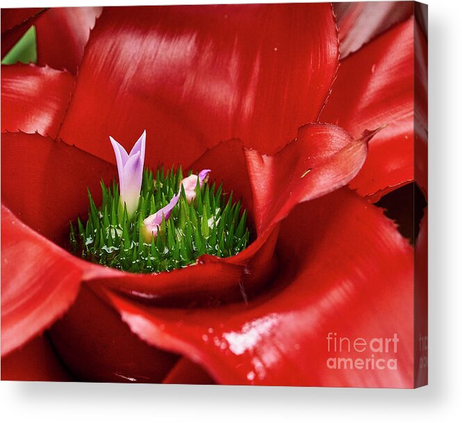 Flower Acrylic Print featuring the photograph Flower in Flower by Steve Ondrus