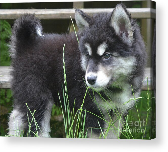Alusky Acrylic Print featuring the photograph Fluffy and Furry Alusky Puppy Dog Looking through Tall Grass by DejaVu Designs