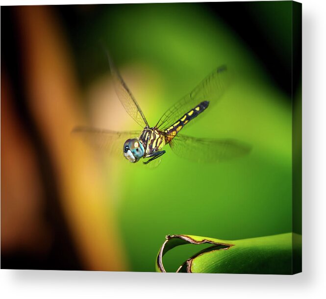 Dragonfly Acrylic Print featuring the photograph Flying Dragonfly by Mark Andrew Thomas