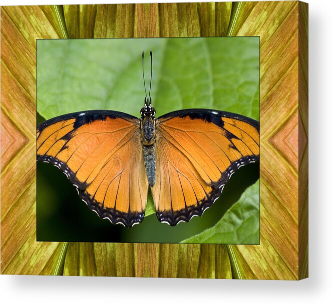 Nature Photos Acrylic Print featuring the photograph Flying Flame by Bell And Todd