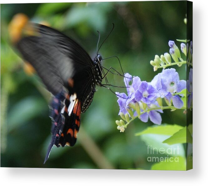 Butterfly Acrylic Print featuring the photograph Flying In close up by Shelley Jones