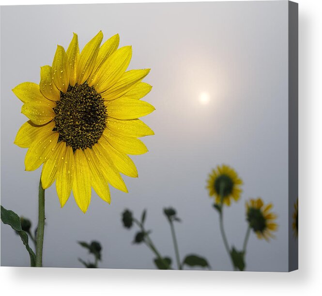 Kansas Acrylic Print featuring the photograph Foggy sunflowers by Rob Graham