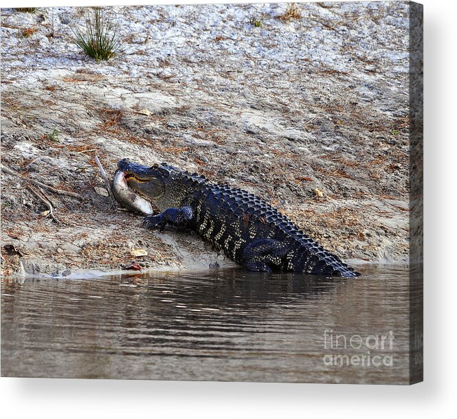 American Alligator Acrylic Print featuring the photograph Fresh Fish by Al Powell Photography USA