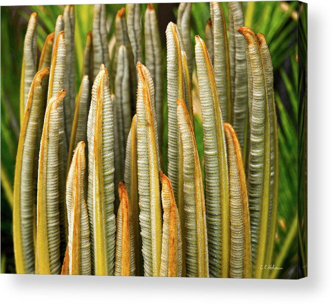 Cycad Acrylic Print featuring the photograph Fresh Fronds by Christopher Holmes