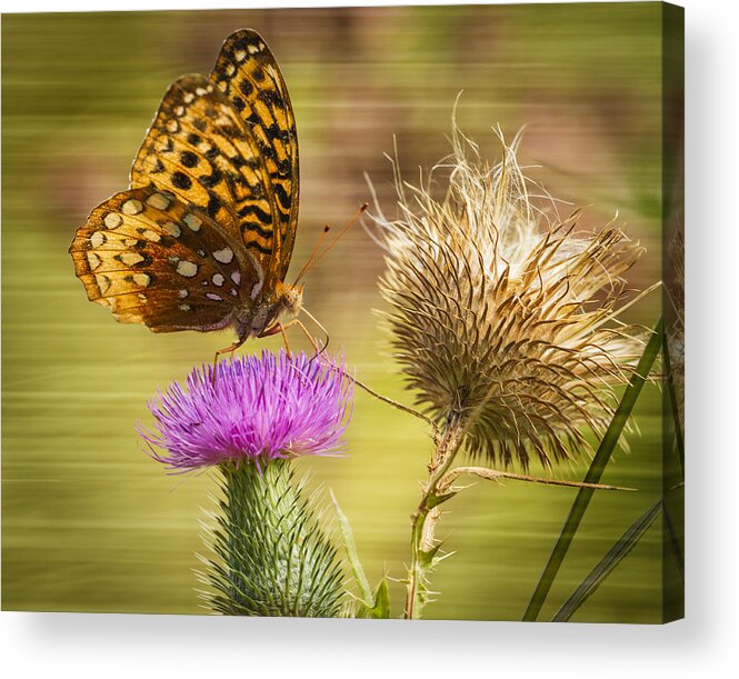 Great Spangled Fritillary Acrylic Print featuring the photograph Fritillary On Thistle 2013-1 by Thomas Young