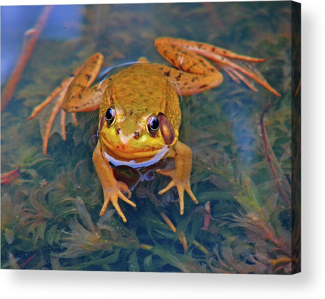 Frog Acrylic Print featuring the photograph Frog 1 by Diana Douglass