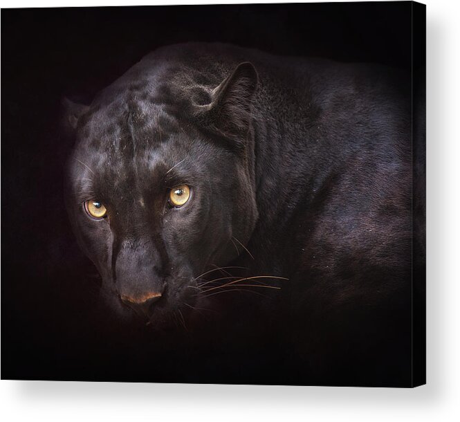Cat Acrylic Print featuring the photograph From Darkness by Ron McGinnis