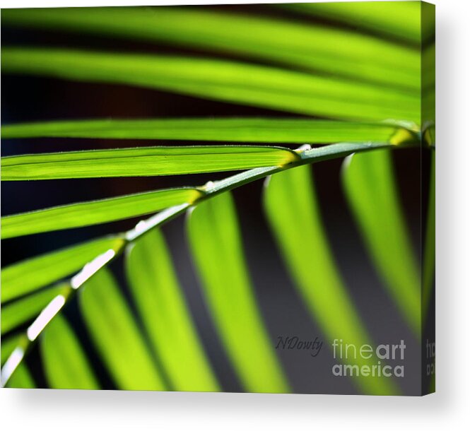 Close Up Abstract Of Fern Fronds. Acrylic Print featuring the photograph Frond Geometry by Natalie Dowty
