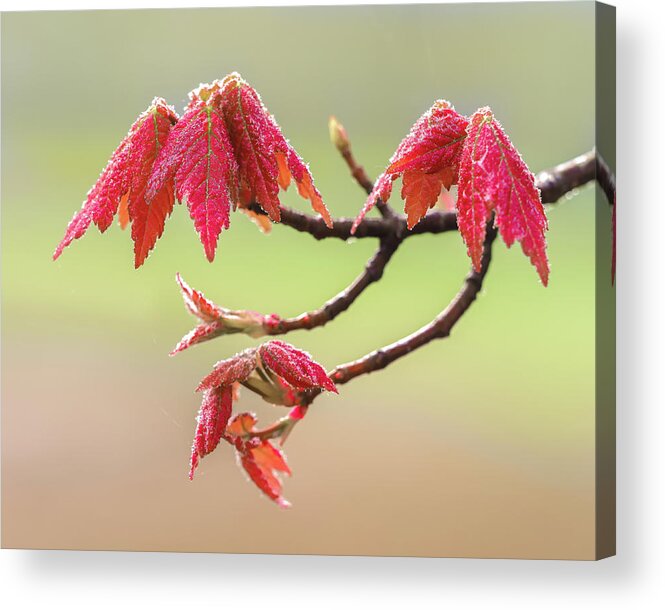 Fall Acrylic Print featuring the photograph Frosty Maple Leaves by Steve Zimic