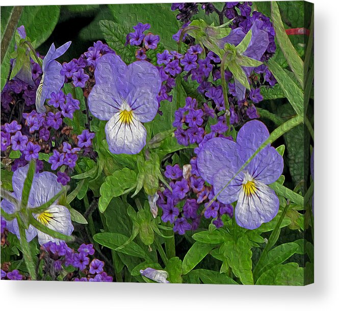 Pansies Acrylic Print featuring the photograph Garden Harmony 2 by Lynda Lehmann