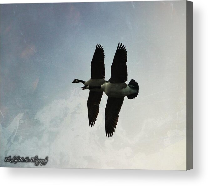  Acrylic Print featuring the photograph Geese by Elizabeth Harllee