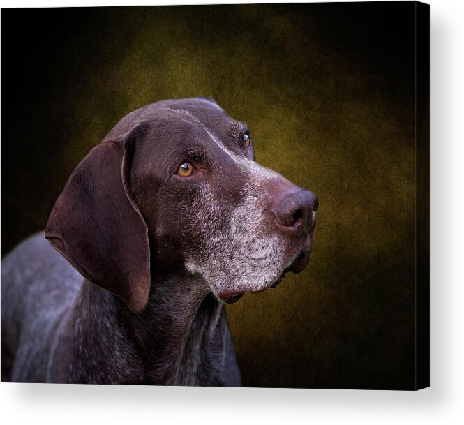 German Shorthaired Pointer Acrylic Print featuring the photograph German Shorthaired Pointer by Diana Andersen