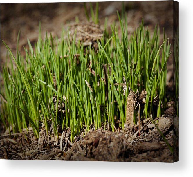 Grass Acrylic Print featuring the photograph Germination by Kelley King