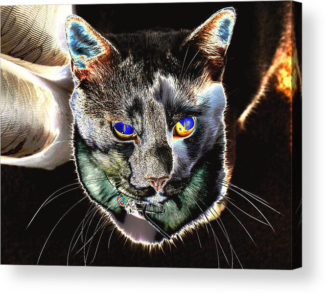 Cat Acrylic Print featuring the photograph Ghosty by Larry Beat