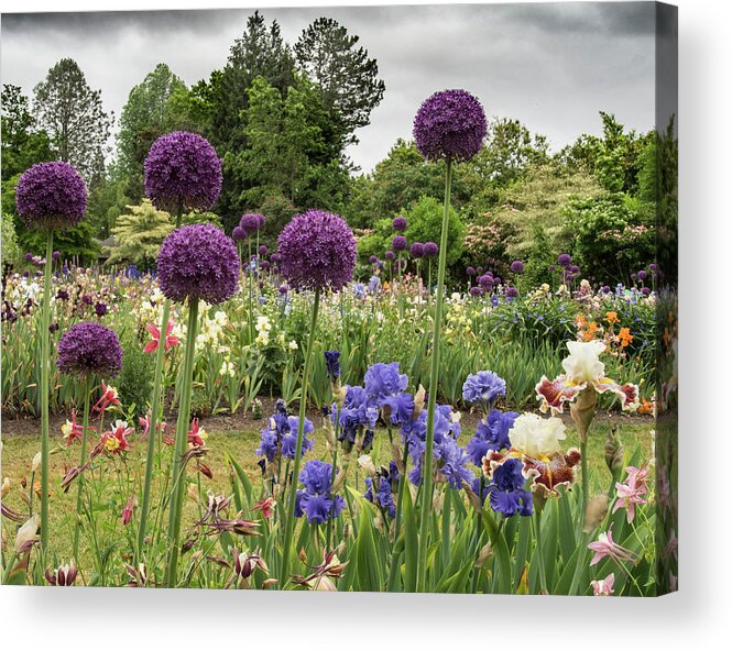Jean Noren Acrylic Print featuring the photograph Giant Allium Guards by Jean Noren