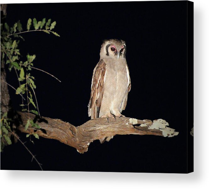 Giant Acrylic Print featuring the photograph Giant Eagle Owl by Ted Keller