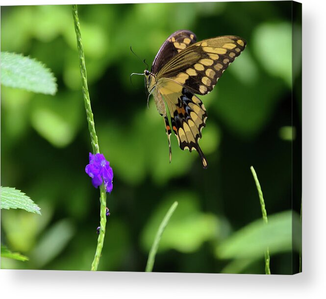 Butterfly Acrylic Print featuring the photograph Giant Swallowtail Butterfly Landing on a Purple Flower by Artful Imagery