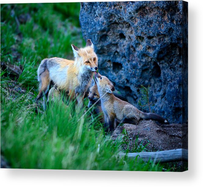 Red Fox Acrylic Print featuring the photograph Give Mommy A Kiss by Greg Norrell