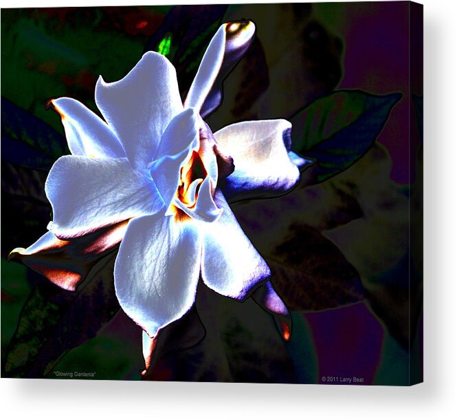 Flower Acrylic Print featuring the digital art Glowing Gardinia by Larry Beat