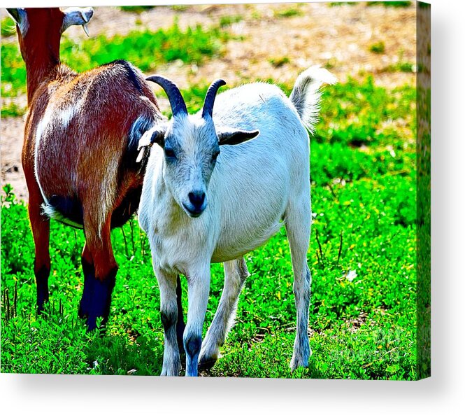 Goat Acrylic Print featuring the photograph Goat Friends by Becky Kurth