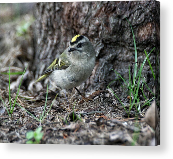 Wildlife Acrylic Print featuring the photograph Golden-crowned Kinglet by William Selander