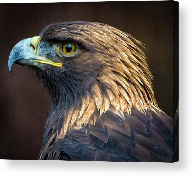 Eagles Acrylic Print featuring the photograph Golden Eagle 2 by Jason Brooks