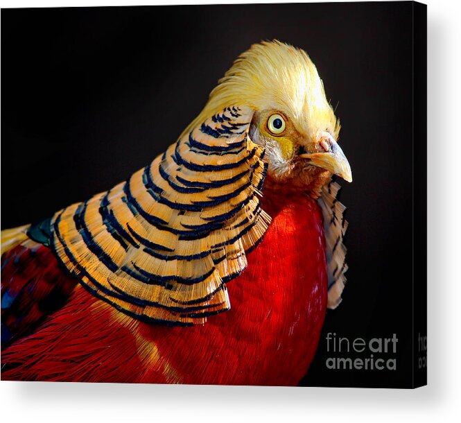 Chinese Gold Pheasant Acrylic Print featuring the photograph Golden Pheasant by Martin Konopacki