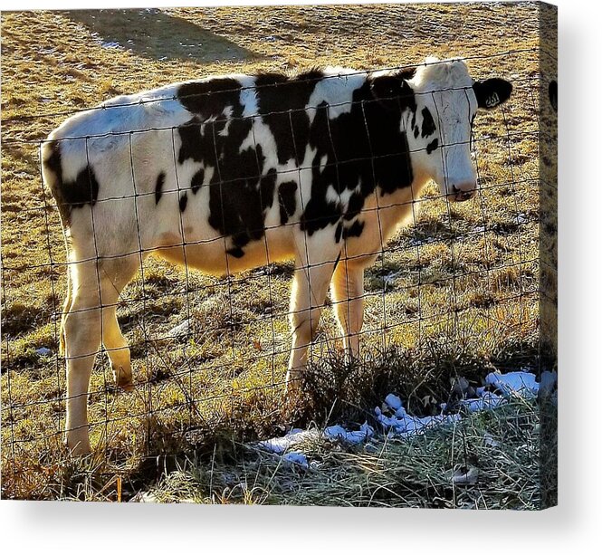 Cow Acrylic Print featuring the photograph Good Morning by Jim Harris