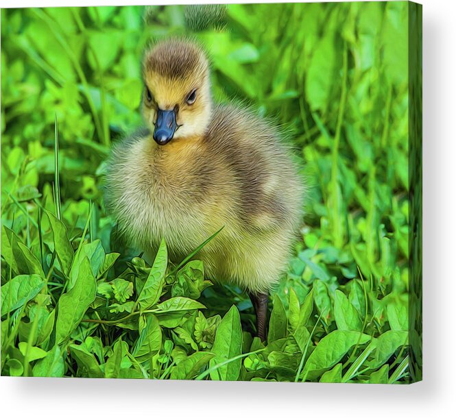 Gosling Acrylic Print featuring the photograph Gosling by Cathy Kovarik