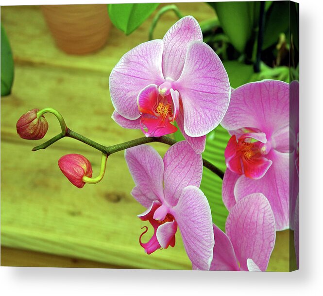Orchid Acrylic Print featuring the photograph Grace in Space by Lynda Lehmann