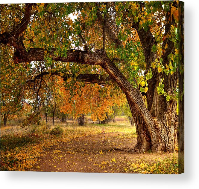 Tree Acrylic Print featuring the photograph Grandfather Cottonwood by Tim Reaves