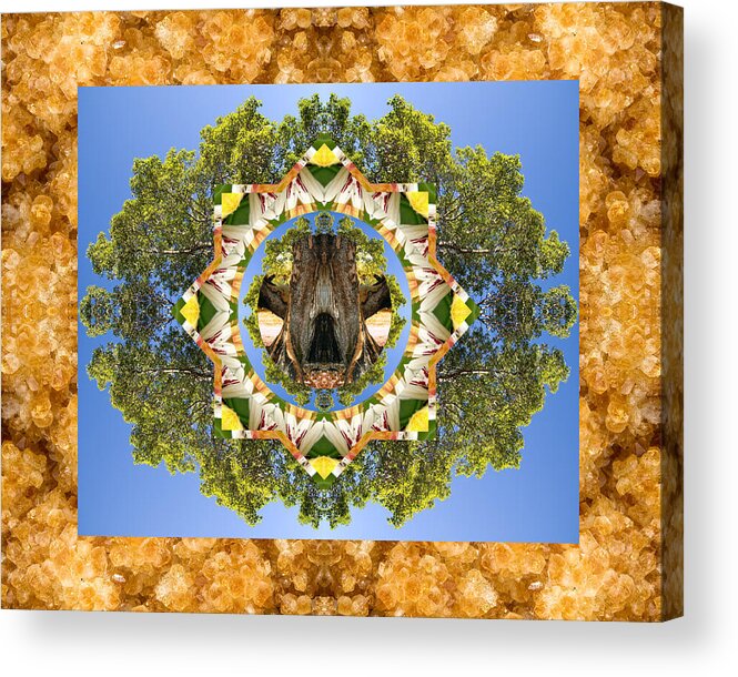 Mandalas Acrylic Print featuring the photograph Grandmother Tree by Bell And Todd