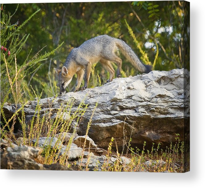 Gray Fox Acrylic Print featuring the photograph Gray Fox Hunting the Bluff by Michael Dougherty
