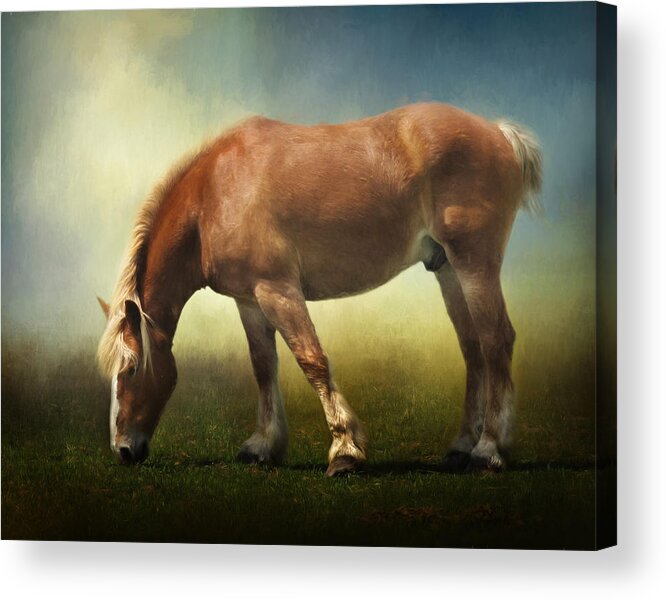 Animals Acrylic Print featuring the photograph Grazing Belgian by David and Carol Kelly