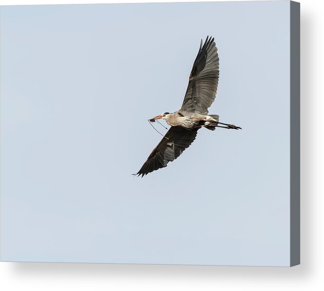Great Blue Heron Acrylic Print featuring the photograph Great Blue Heron 2015-10 by Thomas Young