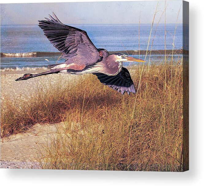 Great Blue Heron Acrylic Print featuring the photograph Great Blue Heron at the beach by Brian Tarr