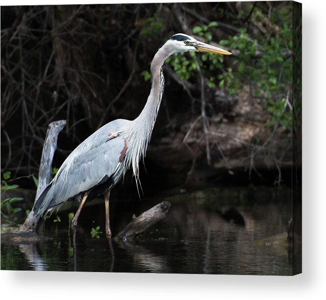 Wading Acrylic Print featuring the photograph Great Blue Heron by Michael Hall