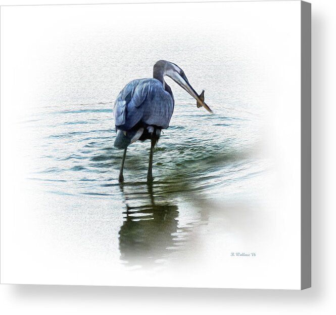 2d Acrylic Print featuring the photograph Great Blue Heron With Fish by Brian Wallace