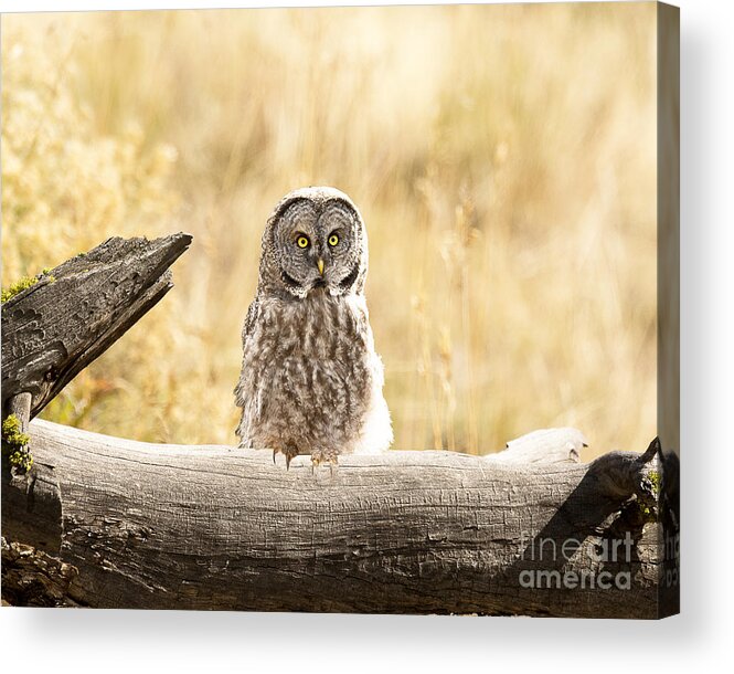 Bird Acrylic Print featuring the photograph Great Grey Owl by Dennis Hammer