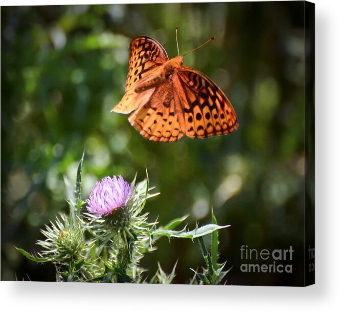 Great Spangled Fritillary Butterfly Acrylic Print featuring the photograph Great Spangled Fritillary Flyaway by Kerri Farley